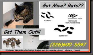 RATS Go TO-WATER-ANY-WATER-WILL-DO-GET-THEM-OUT-NOW-1-855-897-8484- Kitchener Ontario Canada